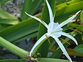 Flor de Hymenocallis (Amaryllidaceae).