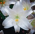 Lilie (lilium candidum)