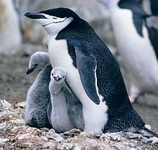 Huk pinwinu, iskay mallquchawan: Pygoscelis antarctica