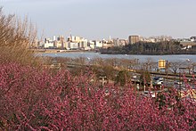 Mito skyline over plums.jpg