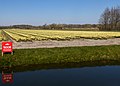 Noordwijkerhout, Feld mit Tulpen an der Oosterduinen