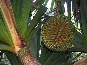 Pandanus utilis