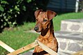 Pinscher nano