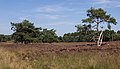 entre Assel y Hoog Soeren, el páramo: el Asselse Heide