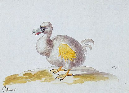 Una de les pintures d'un dodo blanc de Pieter Holsteyn II de mitjans del segle xvii