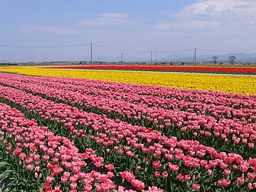 Pola tulipanów w Tainai