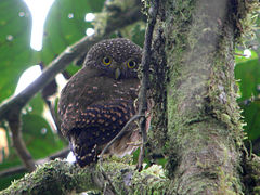 Cloud-forest pygmy owl. Photo by markaharper 1.