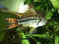 Apistogramma cacatuoides