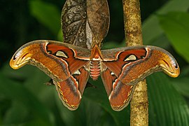 Attacus taprobanis-Kadavoor-2018-07-07-001