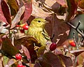 Image 94Blackpoll warbler amid flowering dogwood leaves in Green-Wood Cemetery