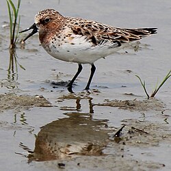 Calidris ruficollis coa plumaxe de verán