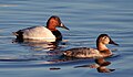 Canvasback