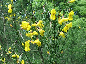 Beesemskroben (Cytisus scoparius)