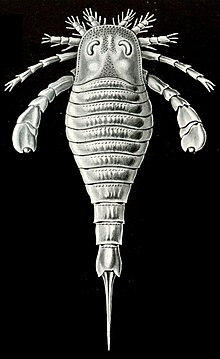 Eurypterus'e perekonna eurüpteriid