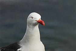 Gaivota gris, un neognato