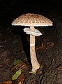 7. Nagy őzlábgomba (Macrolepiota procera) (javítás)/(csere)