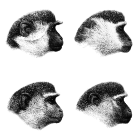 Padrões de coloração em Chlorocebus Topo esquerca: C. sabaeus, topo direita: C. aethiops Base esquerda: C. cynosuros, base direita: C. pygerythrus