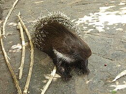 Dygliatriušis (Atherurus sp.)