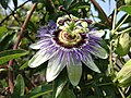 Passiflora caerulea guli