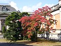 京都国立博物館 本館　南東側