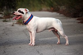 Un mâle Staffordshire Bull Terrier blanc.