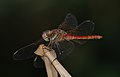 Sympetrum fonscolombii