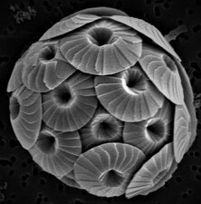 Coccolithophores have plates called coccoliths