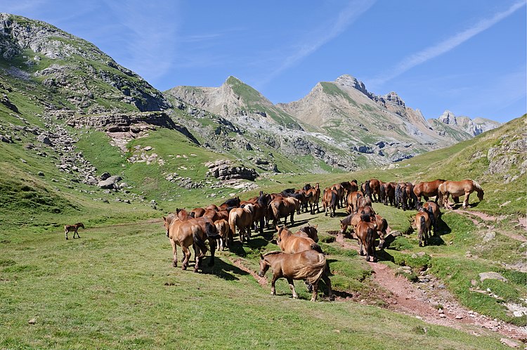 Выпас лошадей на летних горных пастбищах в Пиренеях вблизи озера Астанес