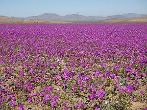 Desierto florido