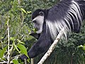 Guereza Colobus guereza