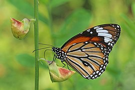 Common tiger (Danaus genutia genutia) male underside