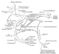 Route van de nervus facialis en intermedius en hun verbindingen met andere zenuwen.