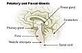 glándulas Pituitaria y pineal.