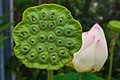 Buah Nelumbo nucifera