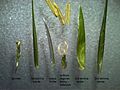 Componenti della spighetta (Microlaena stipoides)