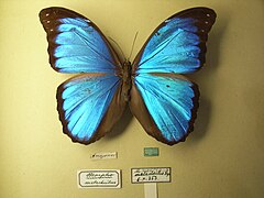 Morpho menelaus occidentalis.