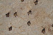 Brown bats