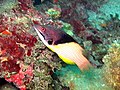 Bodianus mesothorax