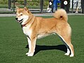 Shiba inu, predstavnik azijskih špicev in sorodnih pasem.