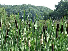 20150813Typha latifolia2.jpg