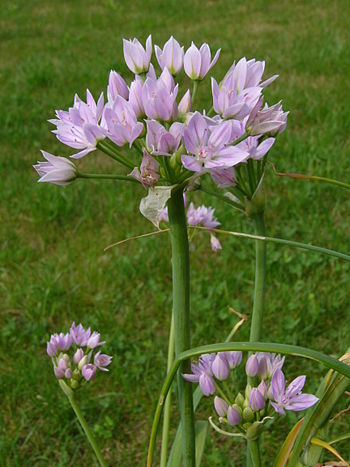 Allium roseum