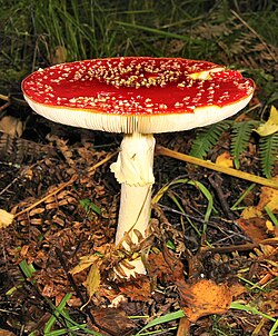 Berserkjasveppur (Amanita muscaria), nálægt Tyndrum í Skotlandi