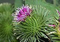 Arctium lappa