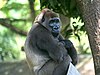 Cross-River Gorilla