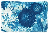 cyanotype darkroom processing