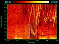 Image 15Spectrogram of dolphin vocalizations. Whistles, whines, and clicks are visible as upside down V's, horizontal striations, and vertical lines, respectively. (from Toothed whale)