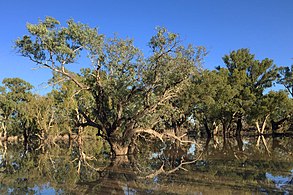 Floodwaters near Yanda campground