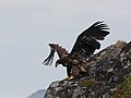 Млад орел, кацнал над гнездото, Норвегия