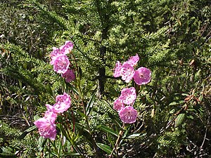 Kalmia polifolia