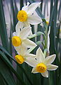 Narcissus tazetta